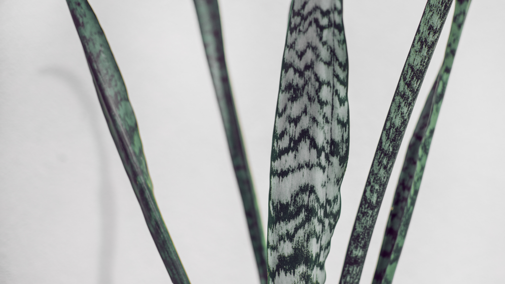 Planta para ter dentro de casa ou apartamento.