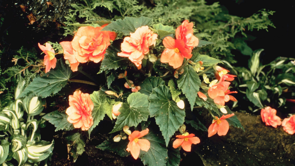 Planta para ter dentro de casa ou apartamento.