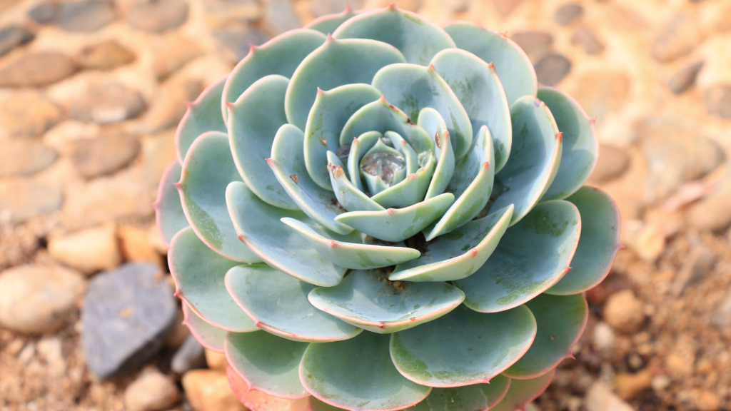 Planta para ter dentro de casa ou apartamento.