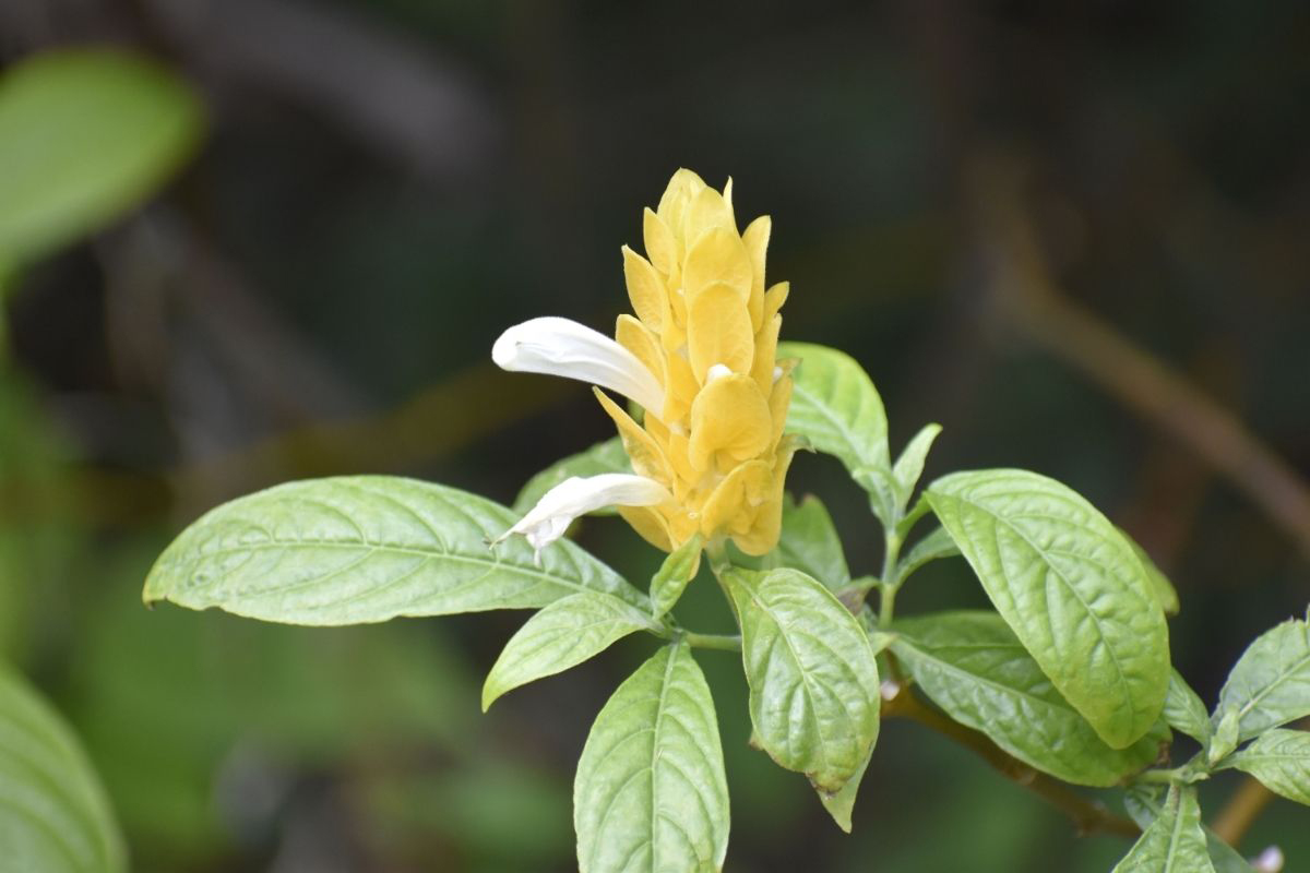 Saiba como cultivar camarão amarelo - Reprodução Canva Pró