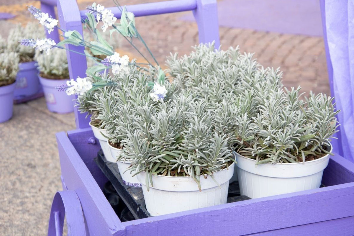 Saiba como cultivar lavanda em vasos e onde deixá-la para explodir em flores - Reprodução Canva Pró Saiba como cultivar lavanda em vasos e onde deixá-la para explodir em flores - Reprodução Canva Pró
