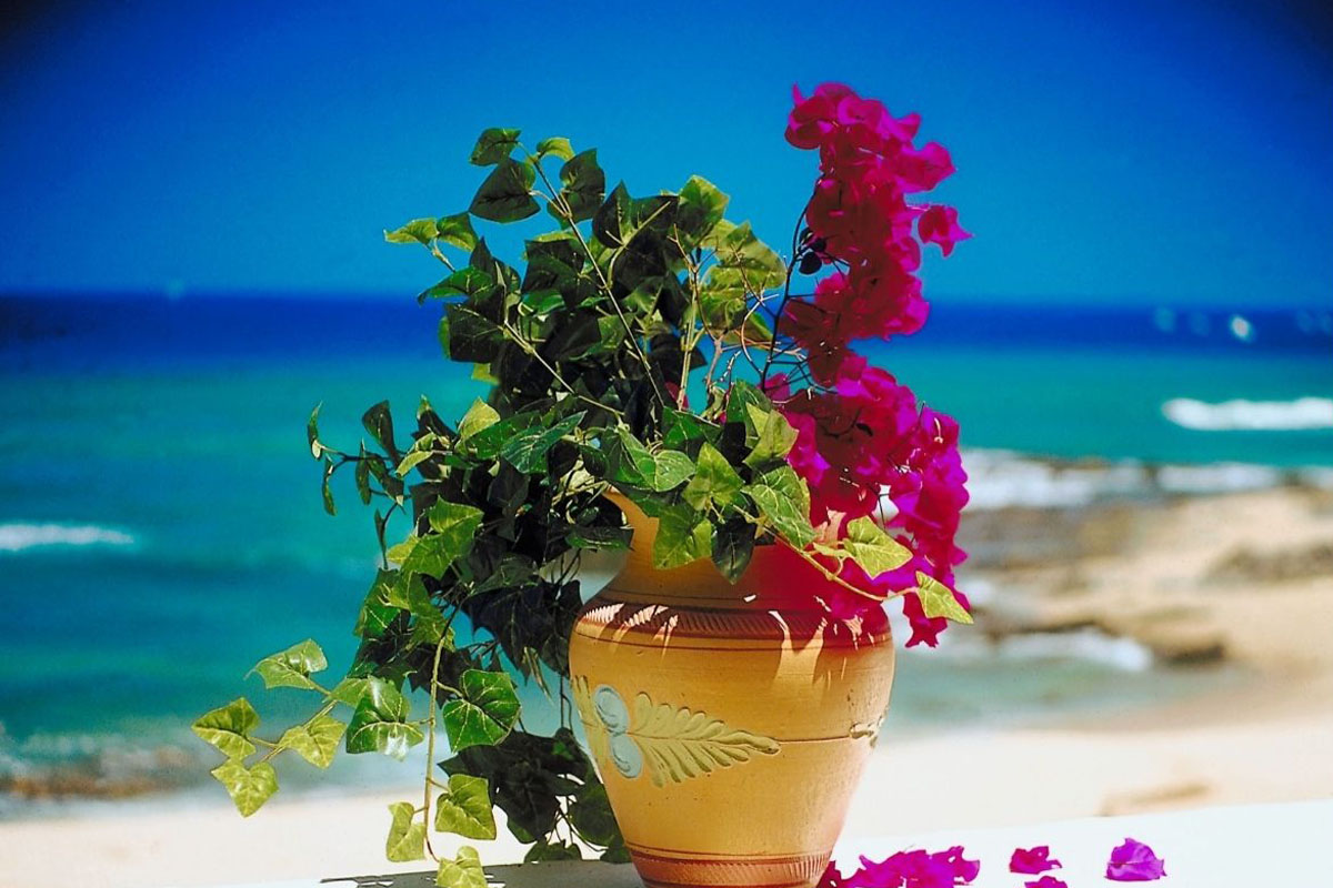 Saiba como cultivar primavera no vaso - Reprodução Canva Pró