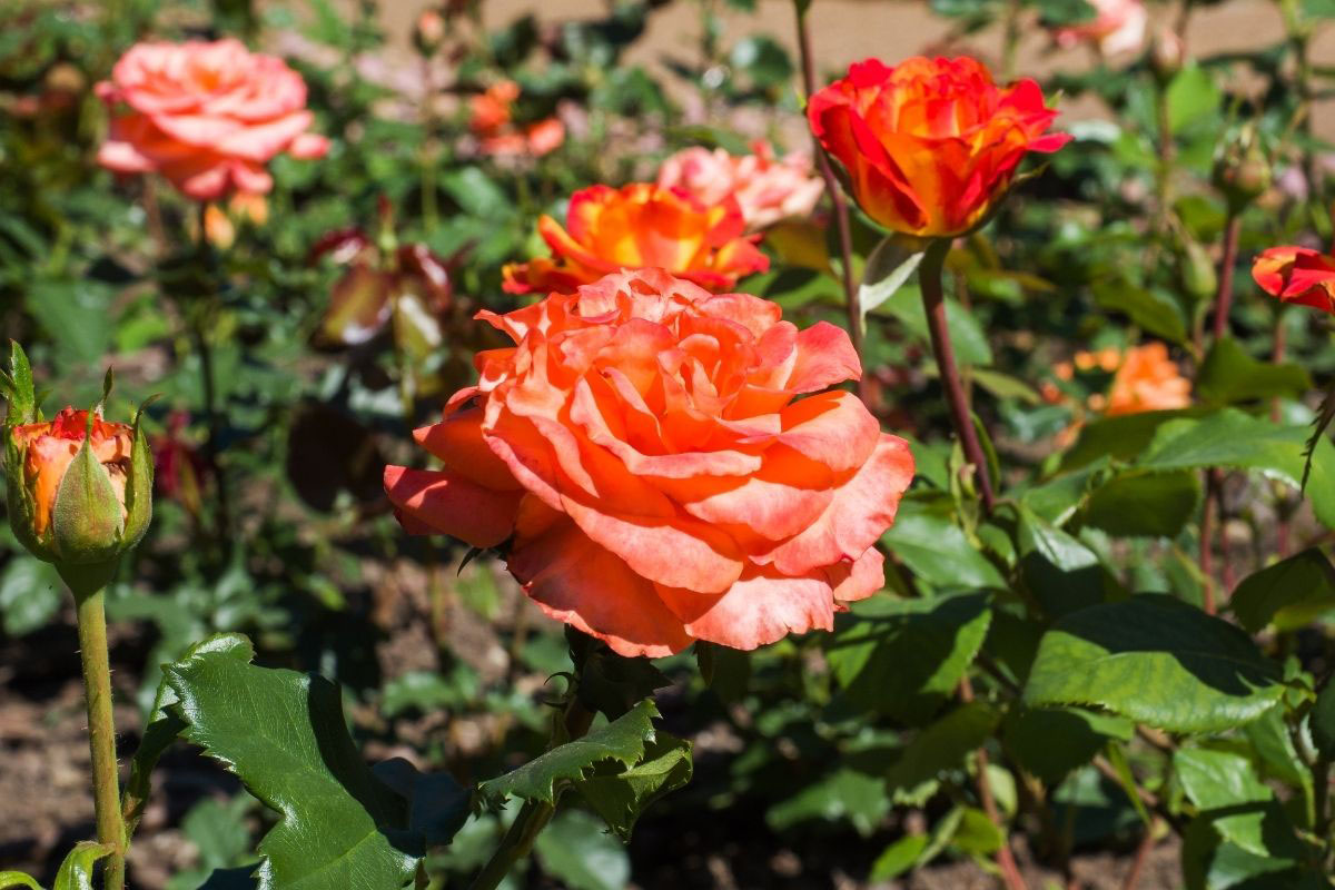 Saiba como fazer sua roseira explodir em flores - Reprodução Canva Pró