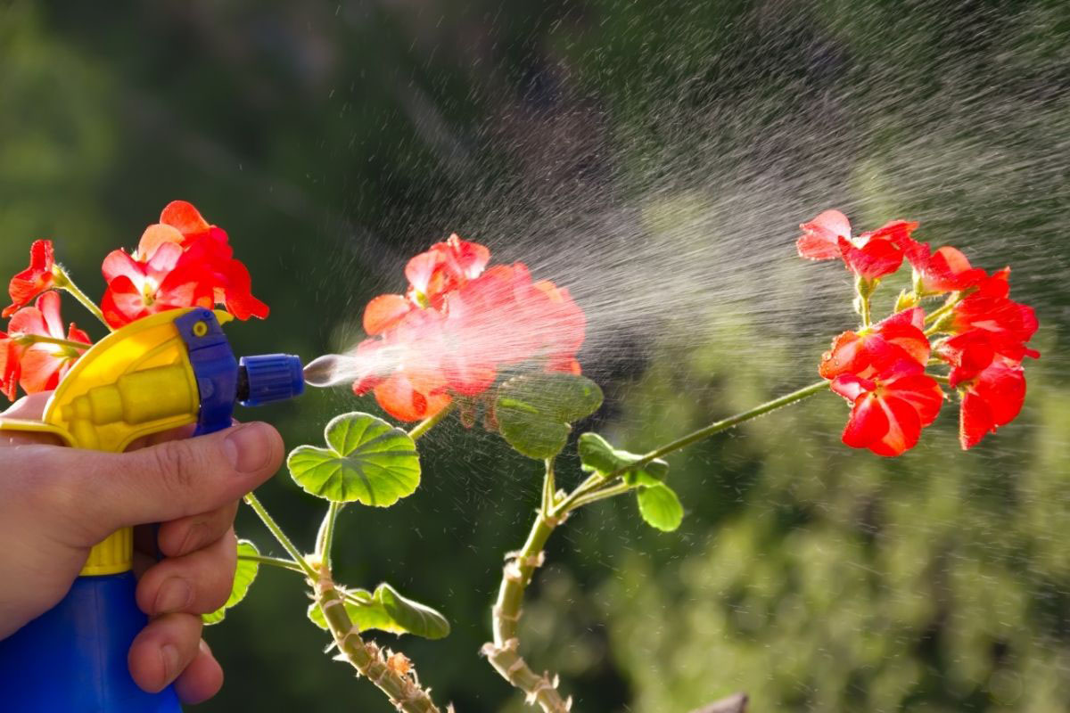 Saiba como fazer um adubo incrível para floreiras - Reprodução Canva Pró