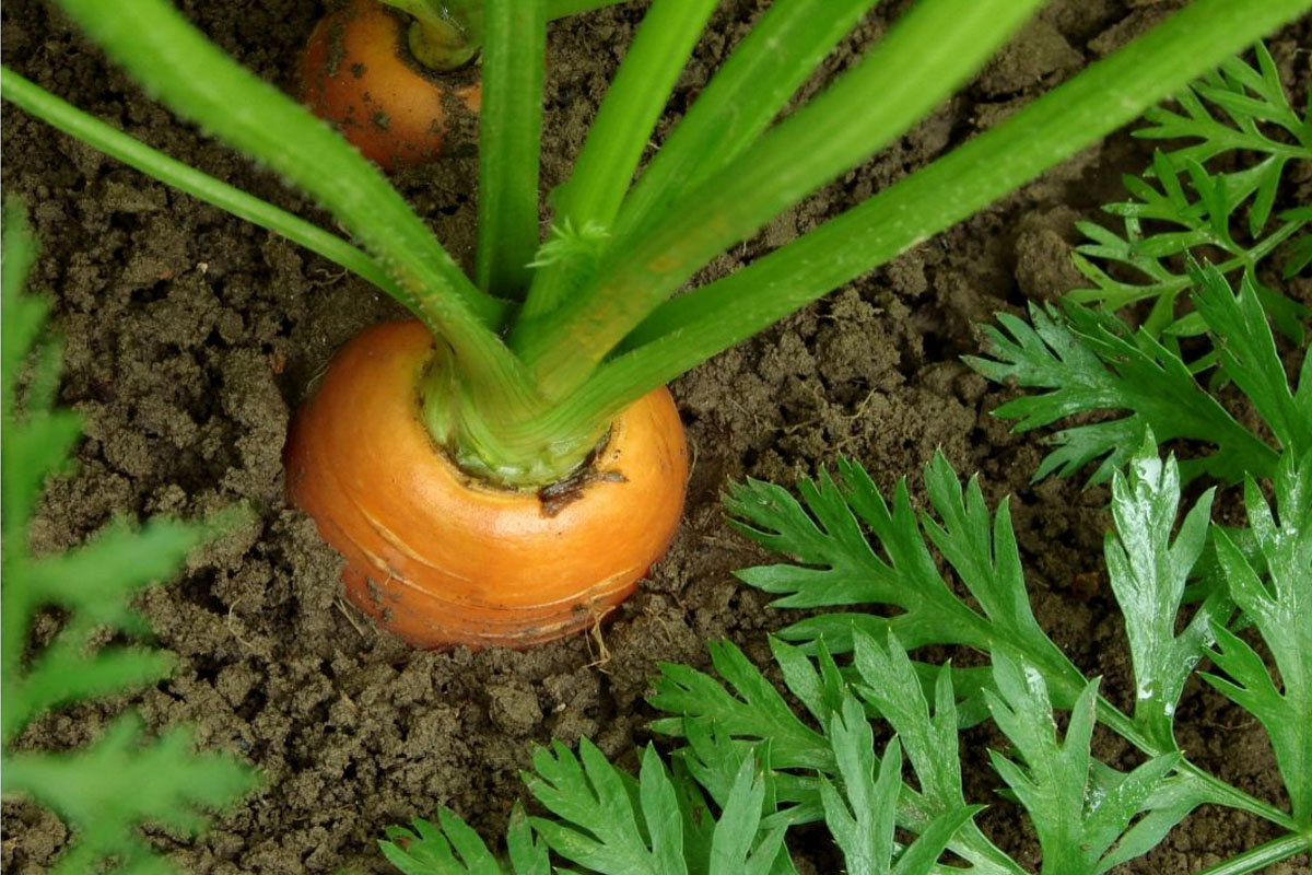 Saiba como fazer um canteiro de cenouras - Reprodução Canva Pró