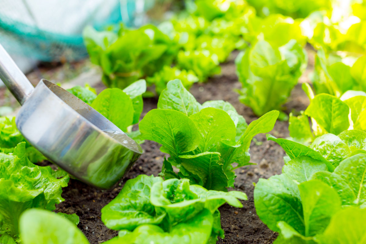 Saiba se pode usar fezes de gatos e cachorros como esterco - Reprodução Canva