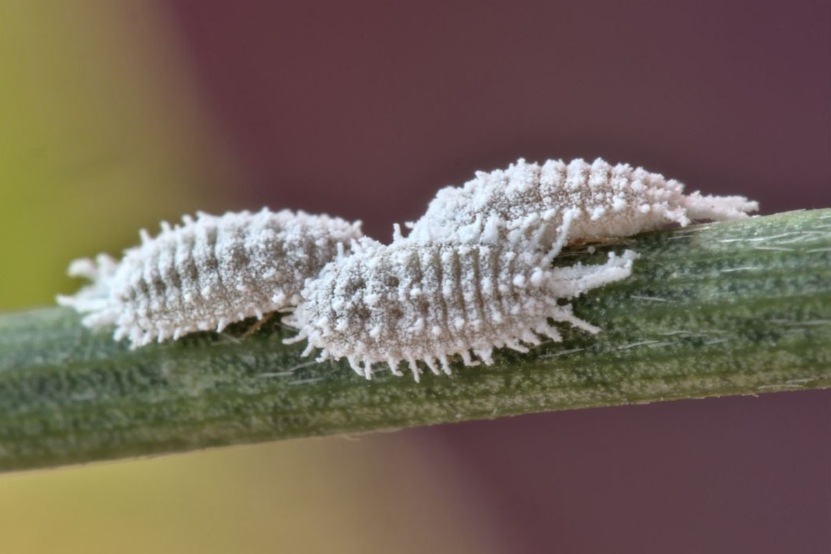 Veja 5 pragas que destroem as samambaias - Reprodução Canva Pró