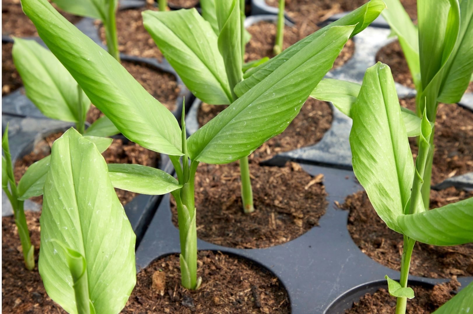 Como cultivar Açafrão da Terra: veja dicas para ter essa planta em casa