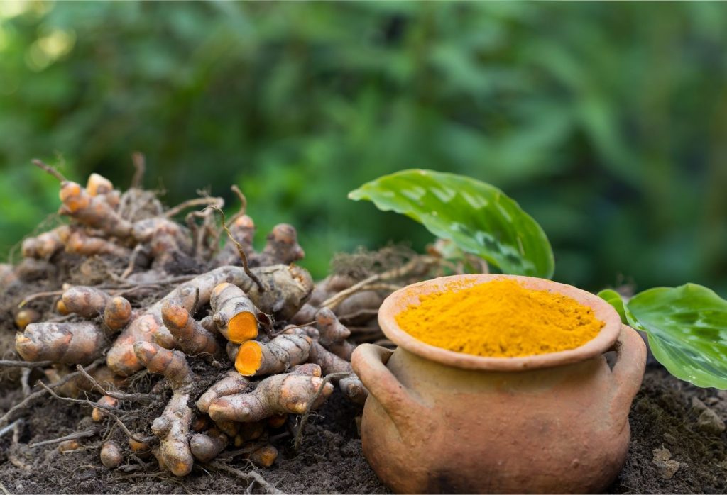 Como cultivar Açafrão da Terra: veja dicas para ter essa planta em casa