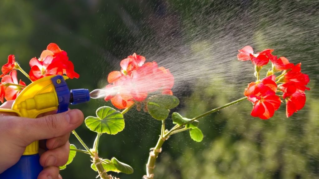 Como fazer adubo para plantas que dão flores. Foto: Canva Pro.