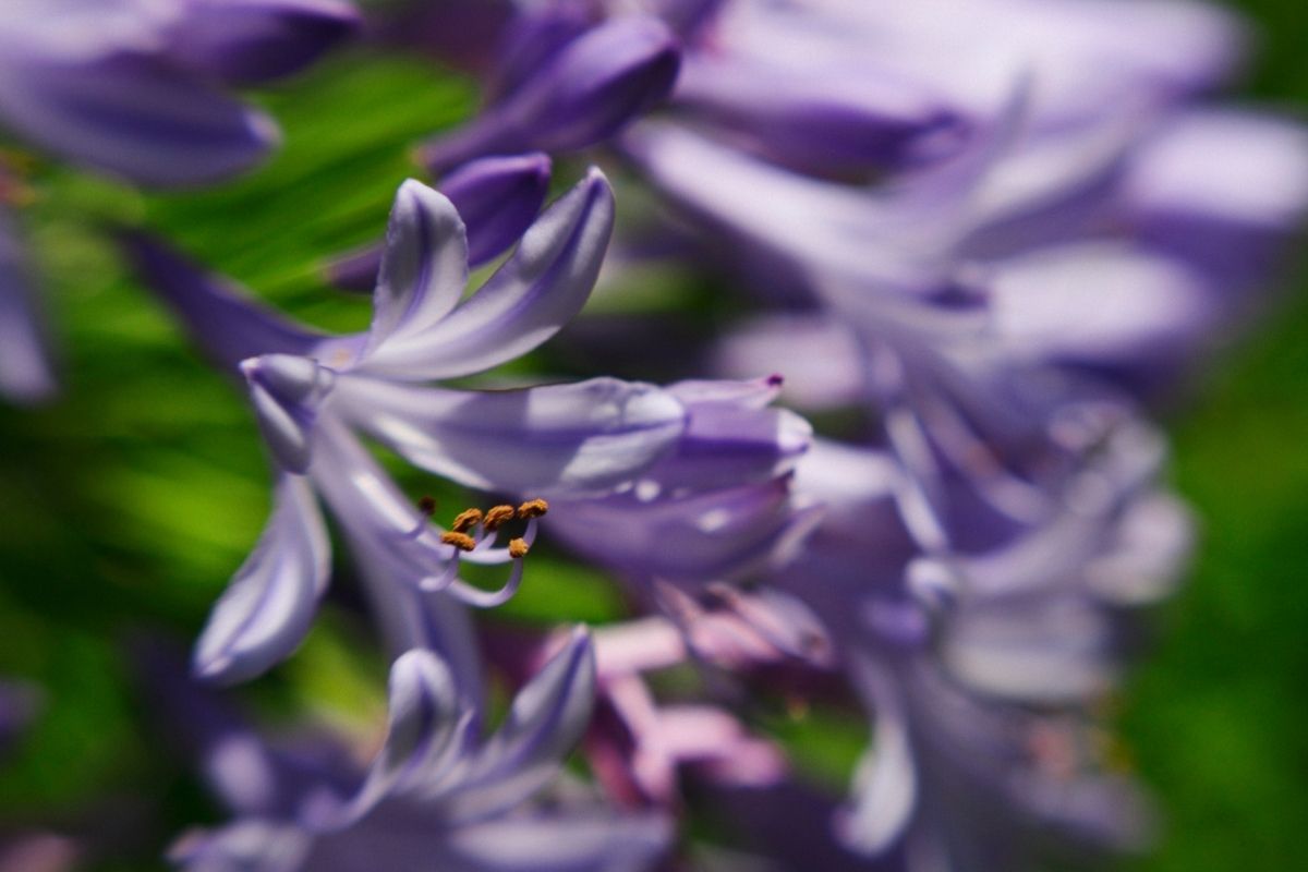 Agapanto é a flor do amor: saiba como ter em seu jardim.