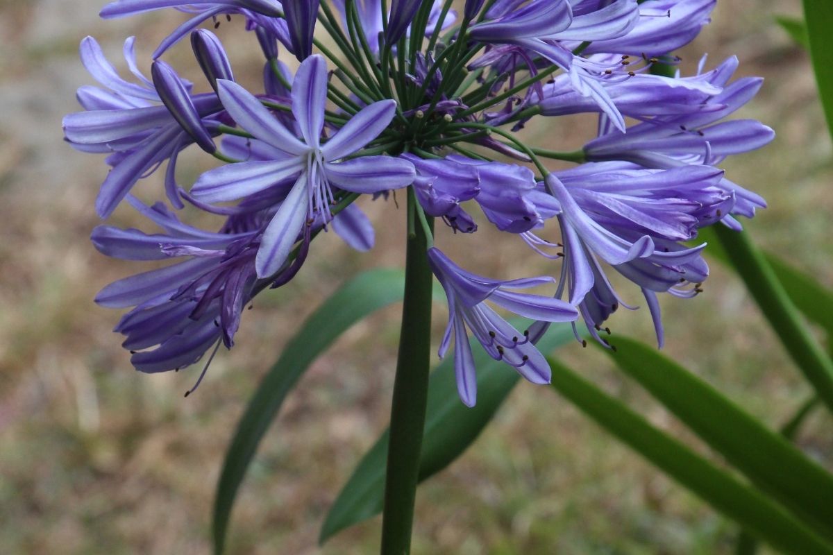 Agapanto é a flor do amor: saiba como ter em seu jardim.