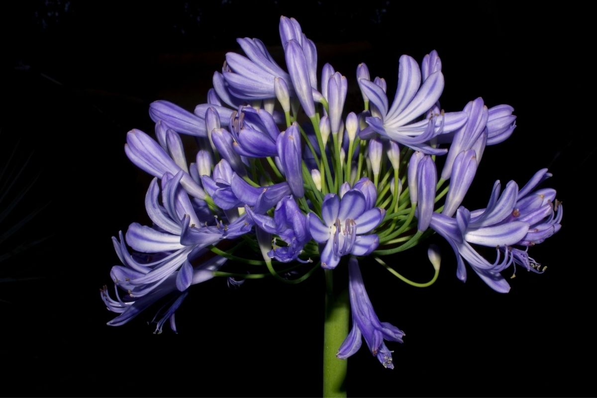 Agapanto é a flor do amor: saiba como ter em seu jardim.