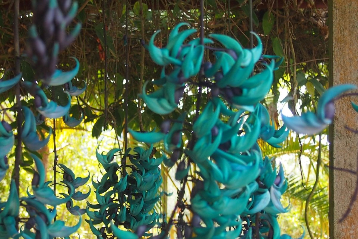 Aprenda a como cuidar da flor de jade e todas suas belezas!