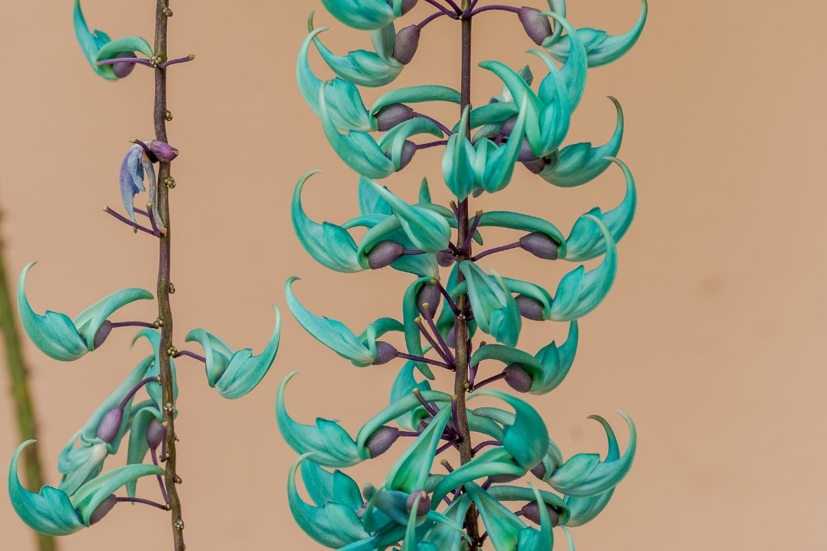 Aprenda a como cuidar da flor de jade e todas suas belezas!