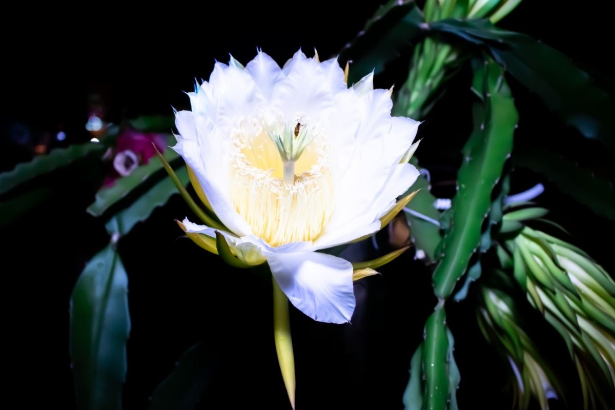 Aprenda a como cultivar a flor-de-pitaya e tudo sobre suas propriedades medicinais!