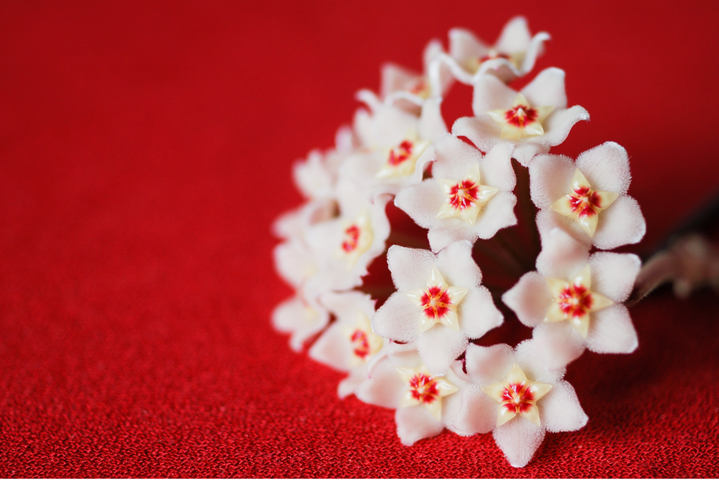 Como cultivar flor-de-cera?