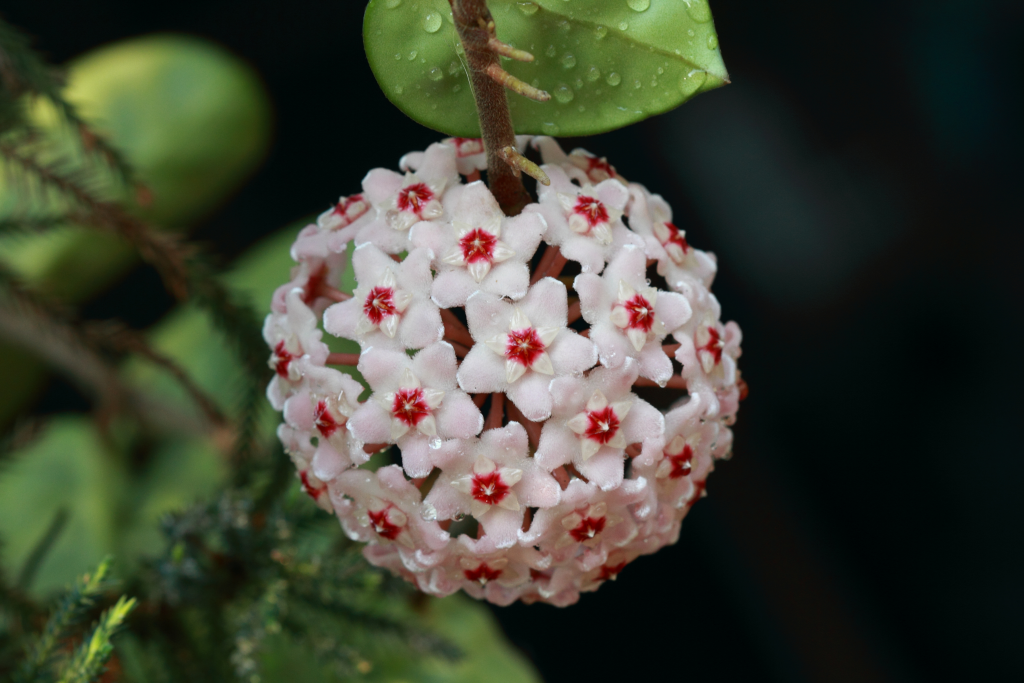 Como cultivar flor-de-cera?