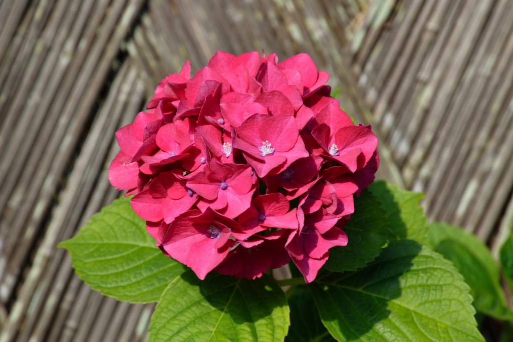 O segredo para cultivar hortênsias coloridas