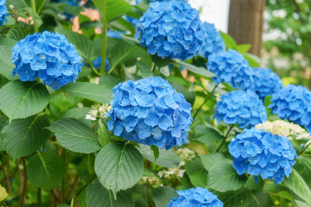 O segredo para cultivar hortênsias coloridas