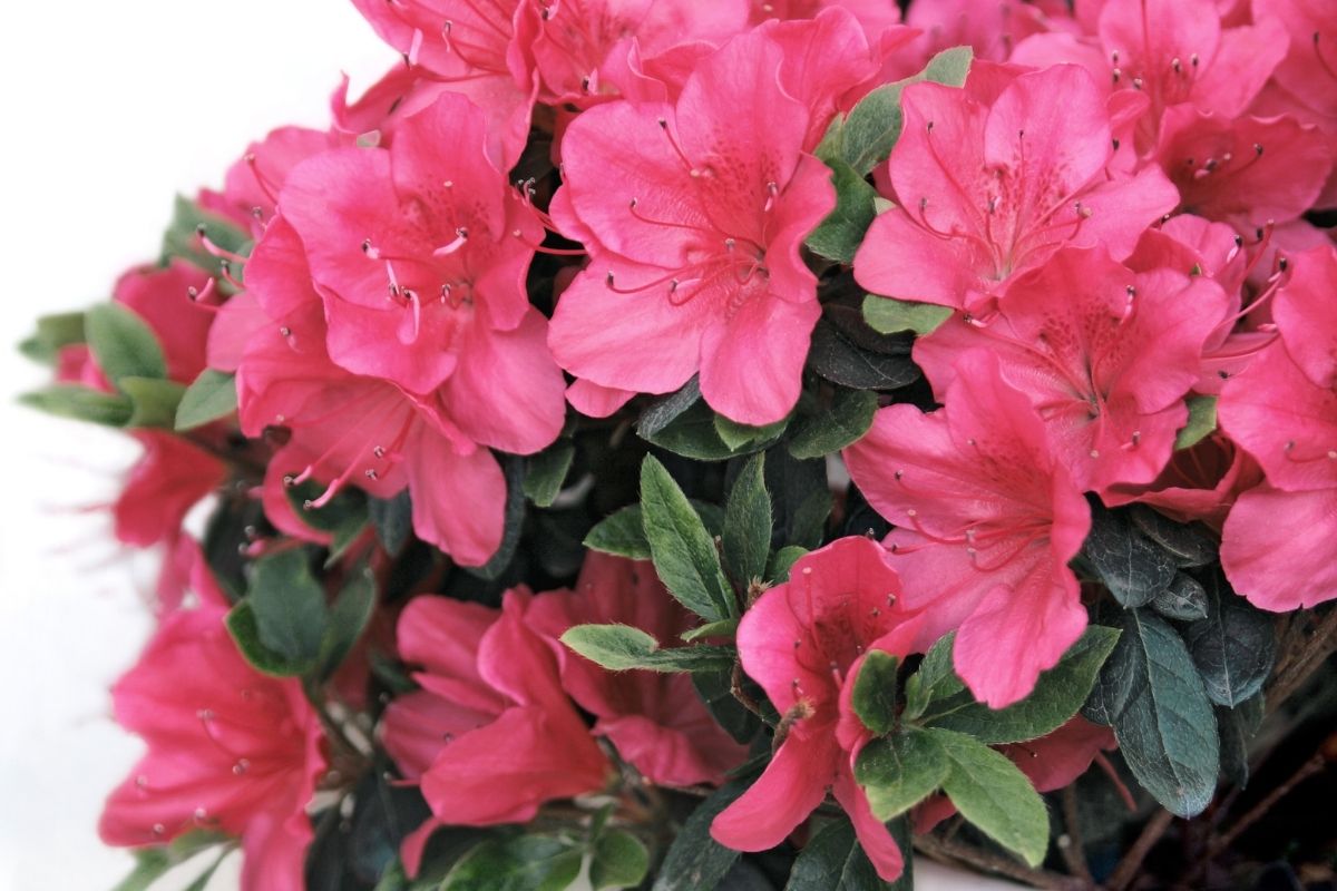 Azaléia gosta de ficar dentro e fora de casa; é só cuidar direitinho.