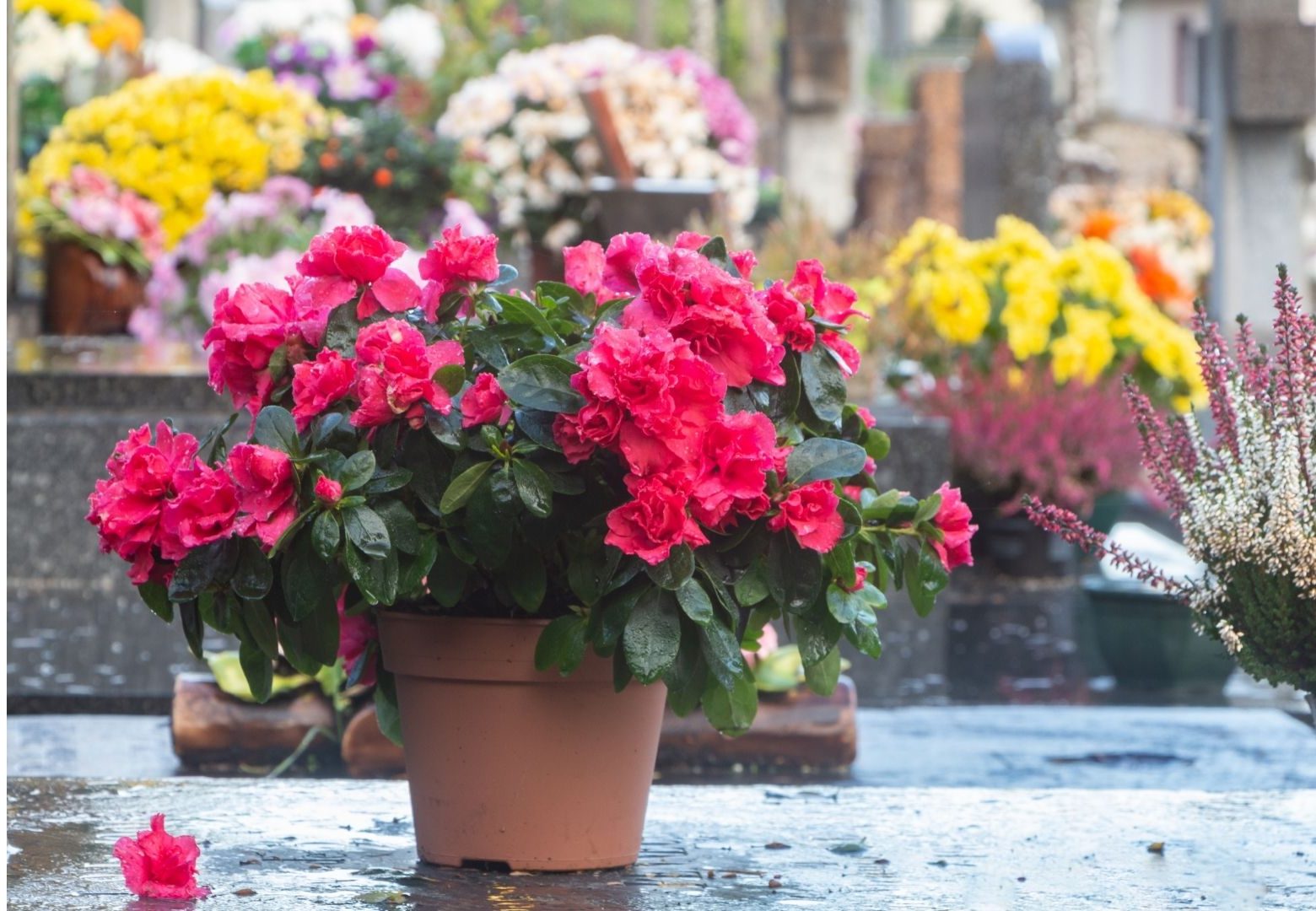 Azaleias: veja os segredos para cultivar em locais mais quentes
