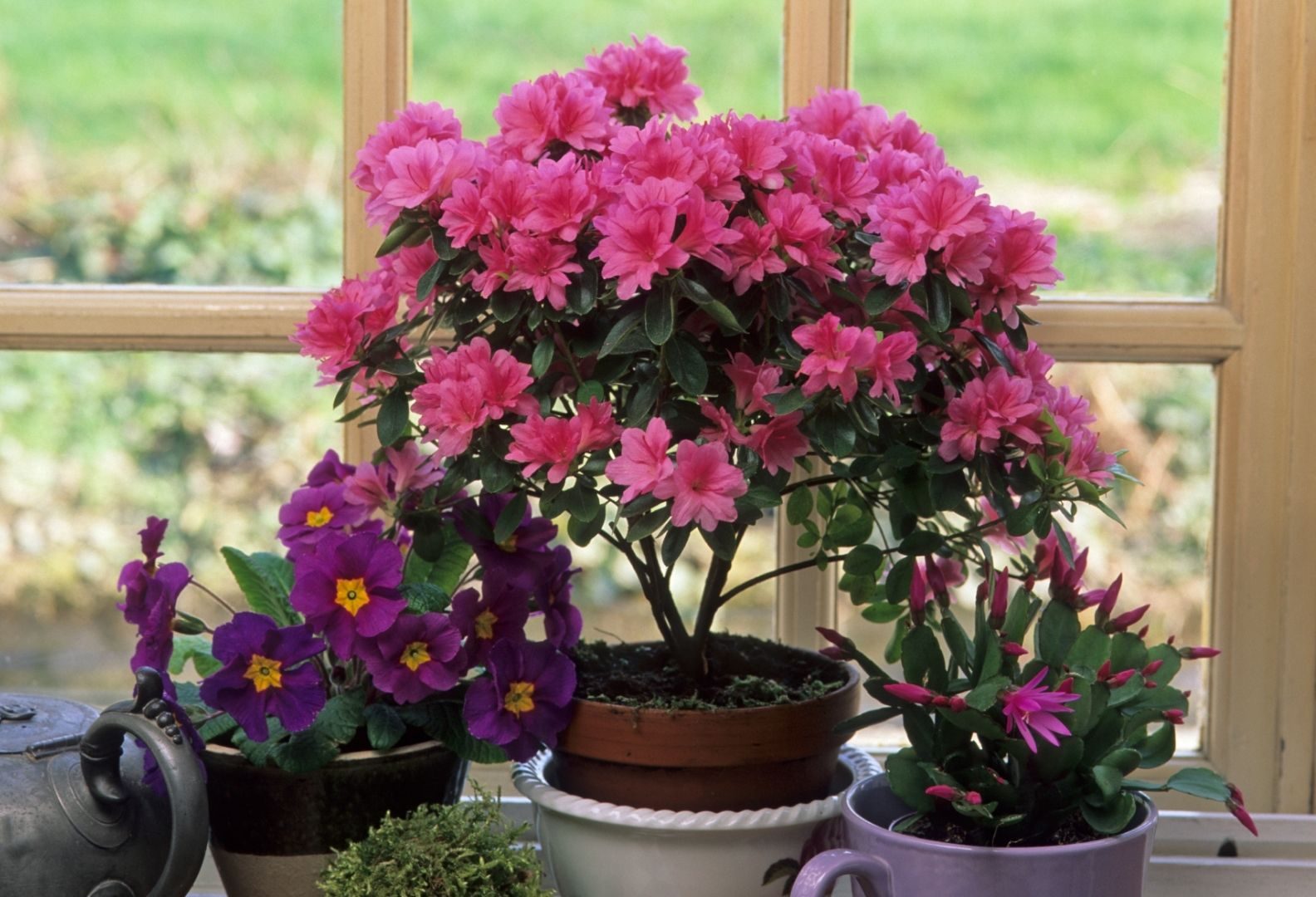 Azaleias: veja os segredos para cultivar em locais mais quentes