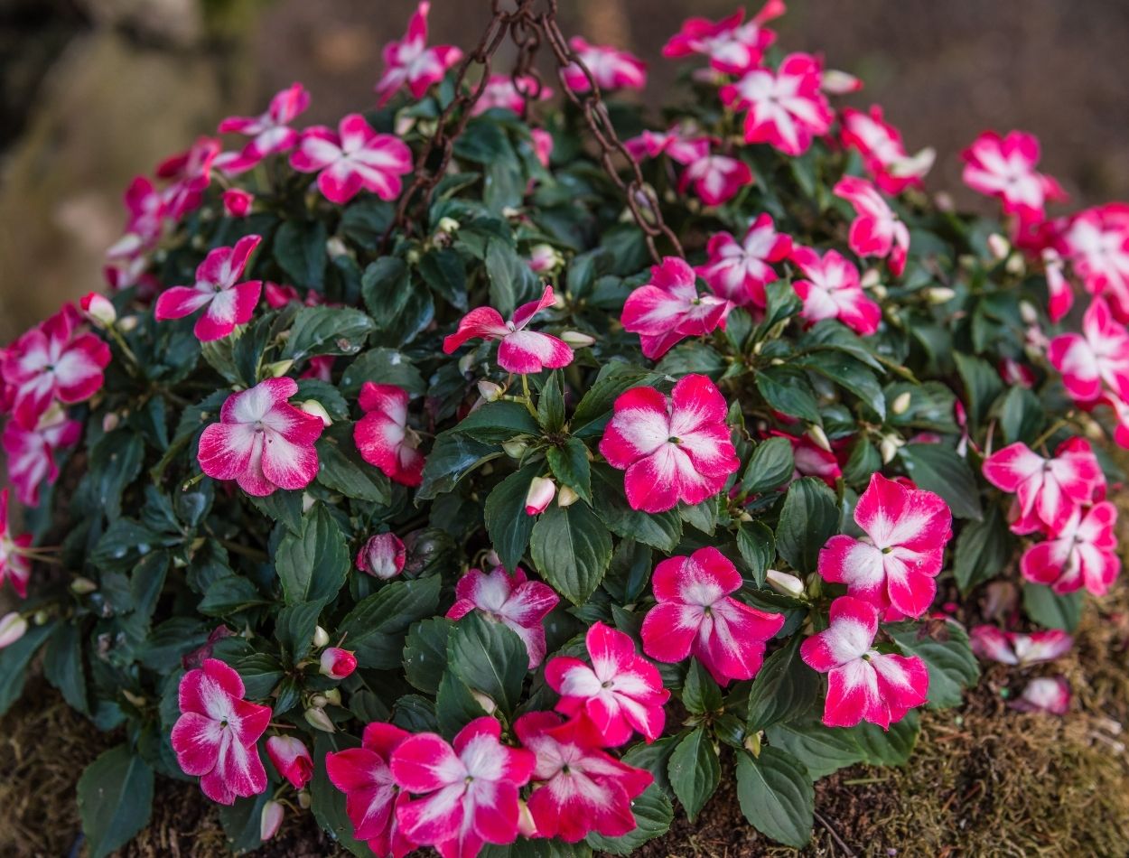 Delicadeza e muitas flores; saiba como cultivar beijinhos no seu jardim