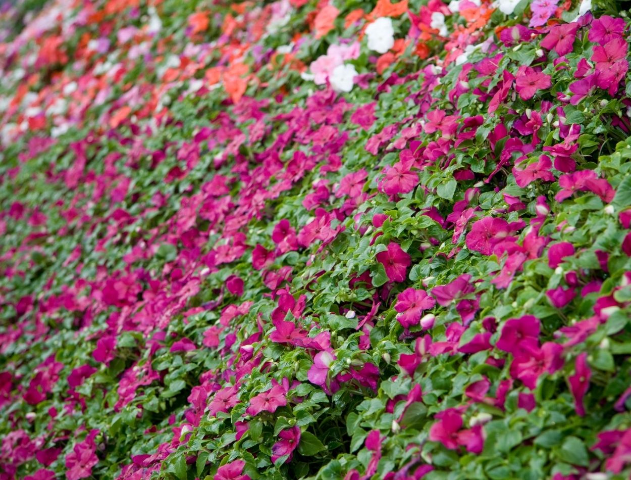 Delicadeza e muitas flores; saiba como cultivar beijinhos no seu jardim