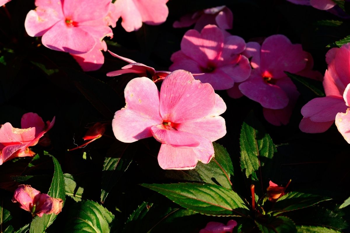 Beijinho: veja os segredos que vão fazer florir muito e não virar moita.