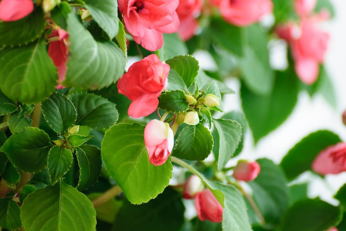 Jardim sem Segredos: aprenda a cuidar da flor beijo americano - Decoração -  Extra Online