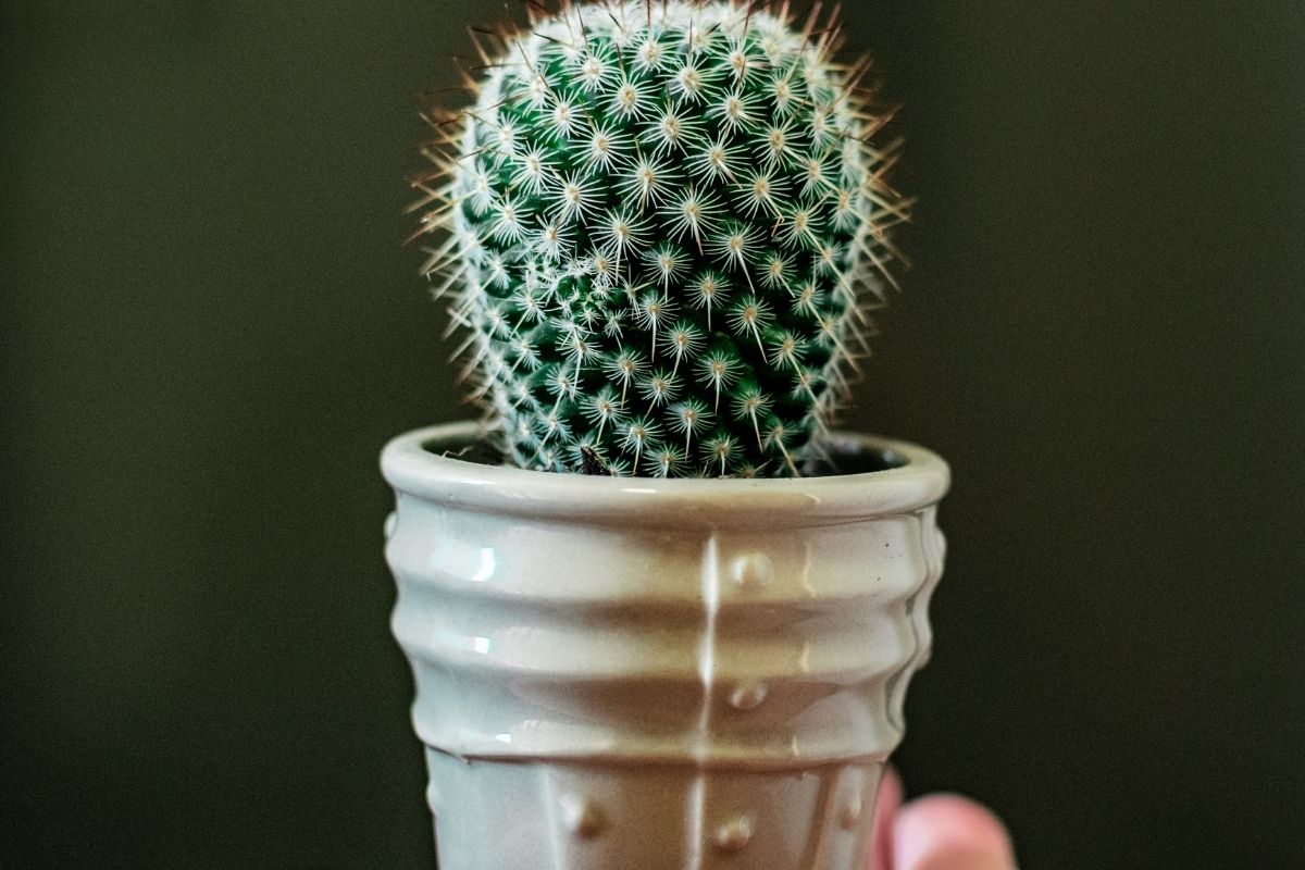 Cacto Murcho, será que tem salvação? Descubra aqui!