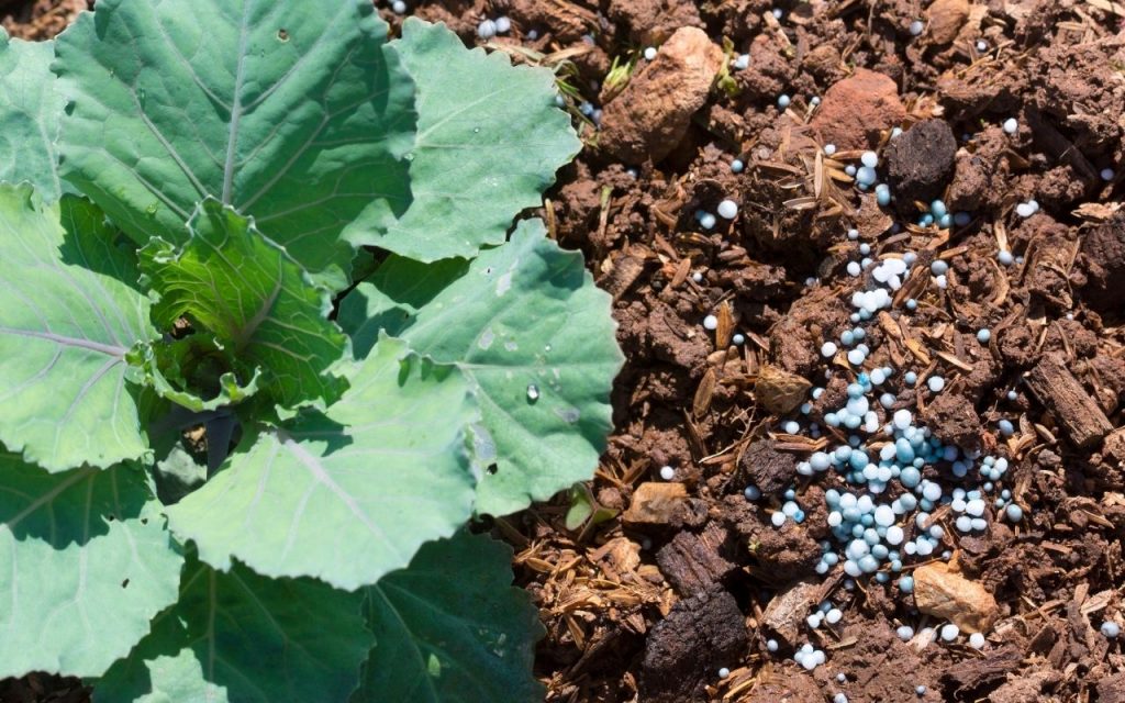 Como adubar sua horta corretamente. Foto: Canva Pro.