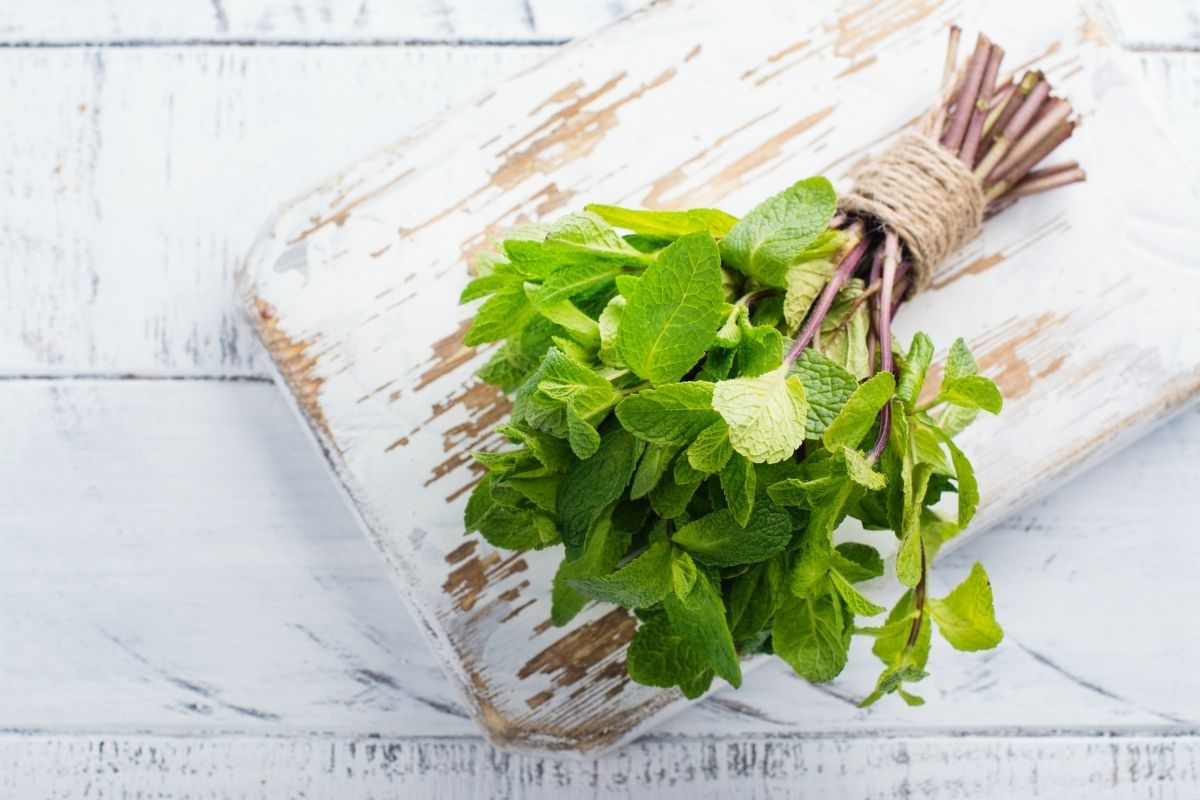 Como conservar a hortelã fresca na geladeira? Veja o passo a passo!