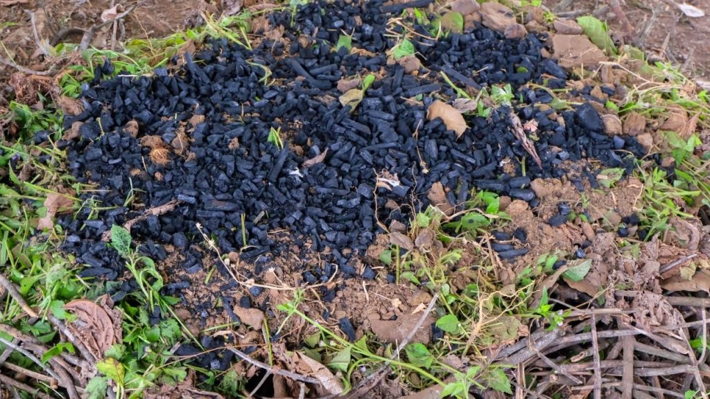 Como corrigir o solo ressecado. Foto: Canva Pro.