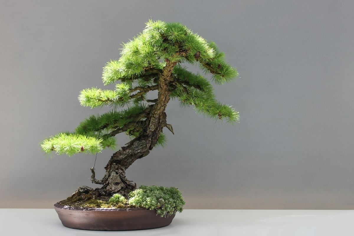Como cuidar de bonsai? Veja os macetes e tenha-os por muito tempo. 