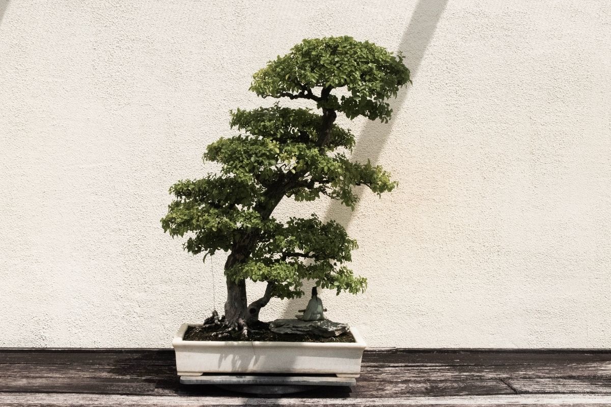Como cuidar de bonsai? Veja os macetes e tenha-os por muito tempo.