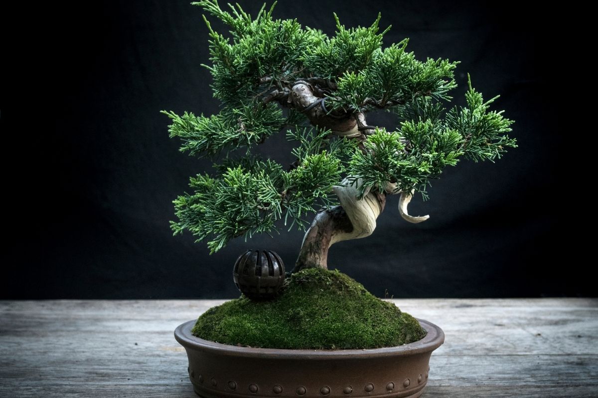 Como cuidar de bonsai? Veja os macetes e tenha-os por muito tempo.