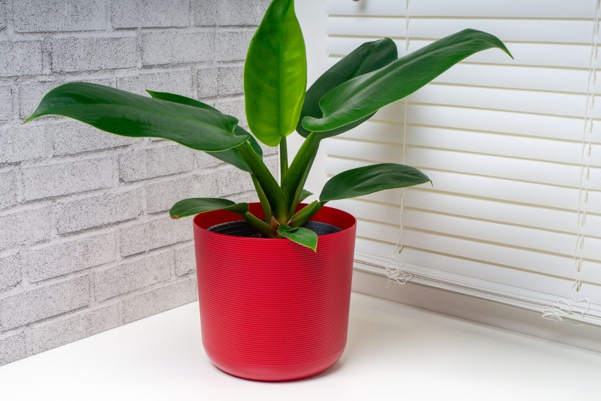 Como manter os cuidados e preservação do Pacová com dicas fáceis de executar. Foto: Canva Pro.