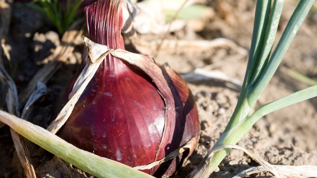 Como cultivar cebola roxa. Foto: Canva Pro.