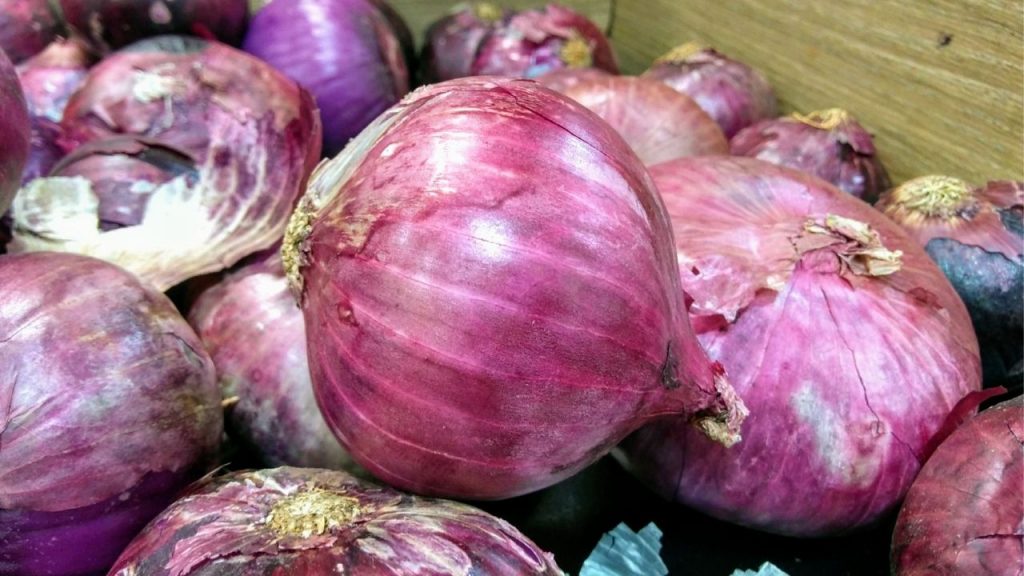 Como cultivar cebola roxa. Foto: Canva Pro.