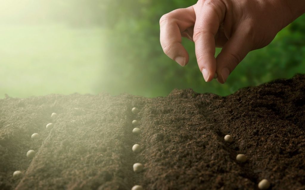 Como cultivar ora-pro-nóbis. Foto: Canva Pro.