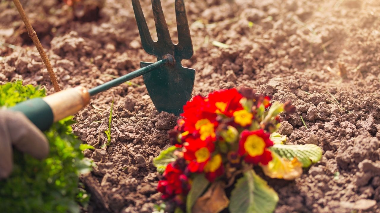 Como cultivar plantas corretamente; dicas de substrato caseiro para deixar seu jardim florido e bem cuidado.