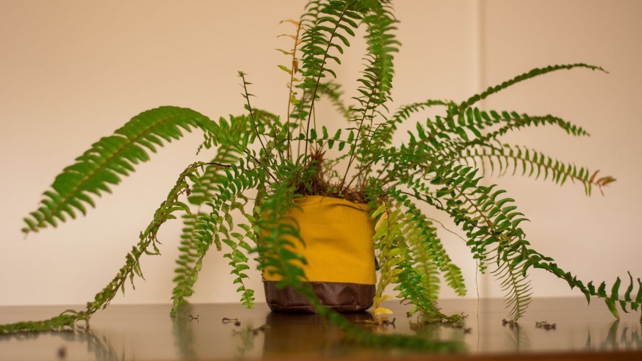 Como cultivar plantas corretamente; dicas de substrato caseiro para deixar seu jardim florido e bem cuidado.