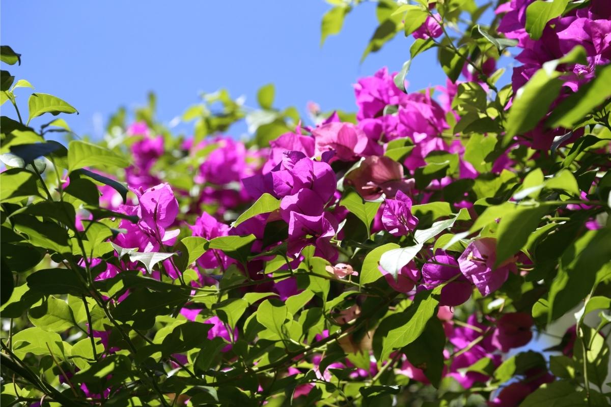 Como cultivar primavera