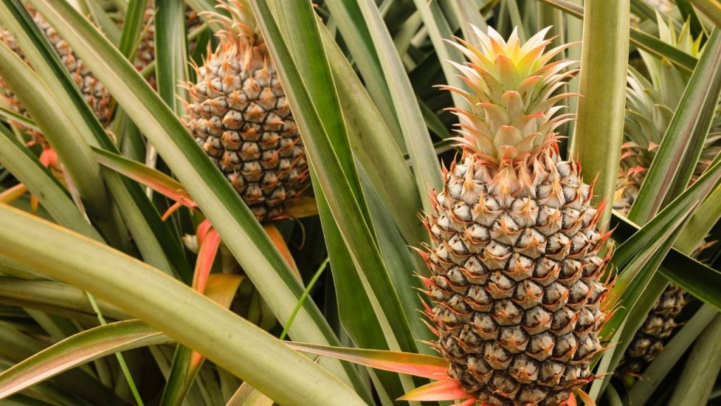 Como escolher abacaxi e plantar a coroa. Foto: Canva Pro.