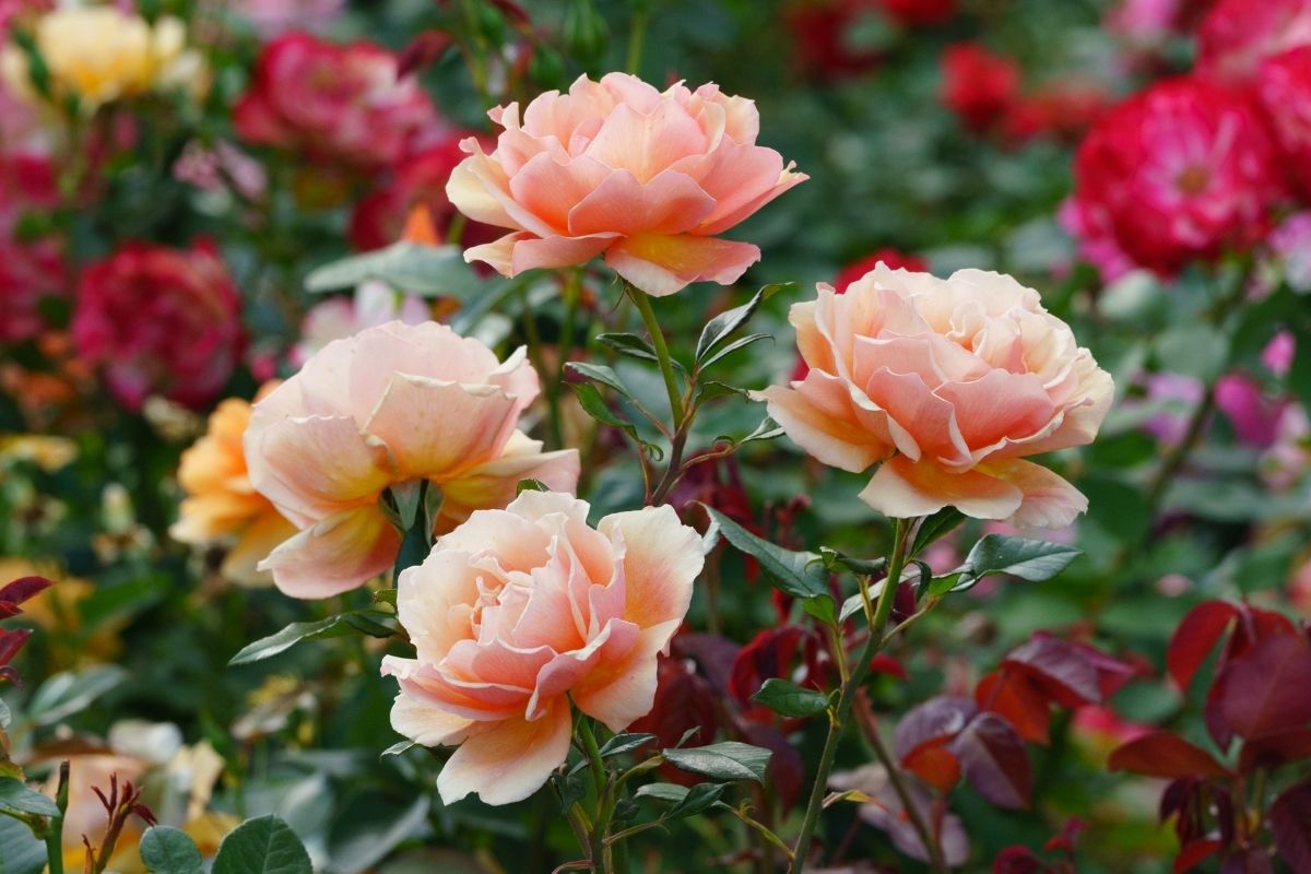 Como fazer as roseiras encher de botões? Veja dicas e truques sensacionais. 