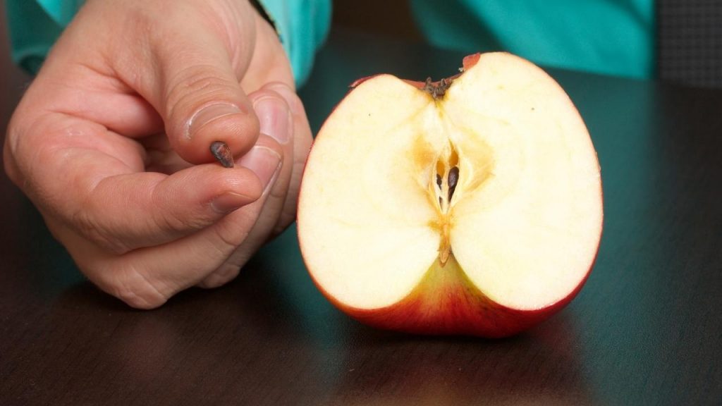 Como fazer germinar sementes de maçã, Foto: Canva Pro.