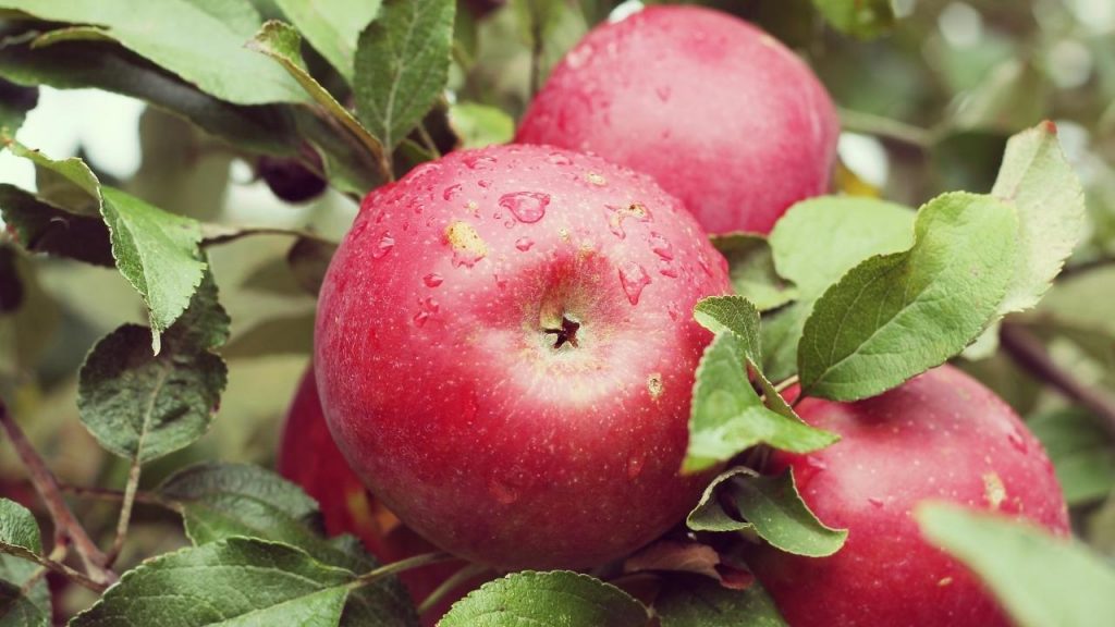 Como fazer germinar sementes de maçã, Foto: Canva Pro.