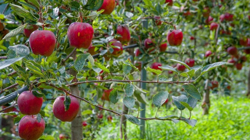 Como fazer germinar sementes de maçã, Foto: Canva Pro.